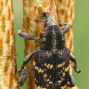 Large Pine Weevil - Hylobius abietis  | Fotografijos autorius : Gintautas Steiblys | © Macronature.eu | Macro photography web site