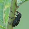 Large Pine Weevil - Hylobius abietis | Fotografijos autorius : Vidas Brazauskas | © Macronature.eu | Macro photography web site