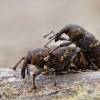 Didysis pušinis straubliukas - Hylobius abietis | Fotografijos autorius : Zita Gasiūnaitė | © Macronature.eu | Macro photography web site