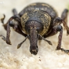 Large Pine Weevil - Hylobius abietis | Fotografijos autorius : Darius Baužys | © Macronature.eu | Macro photography web site