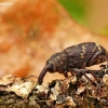 Large Pine Weevil - Hylobius abietis | Fotografijos autorius : Aivaras Markauskas | © Macronature.eu | Macro photography web site