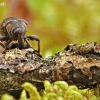 Large Pine Weevil - Hylobius abietis | Fotografijos autorius : Aivaras Markauskas | © Macronature.eu | Macro photography web site