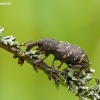 Large Pine Weevil - Hylobius abietis | Fotografijos autorius : Darius Baužys | © Macronature.eu | Macro photography web site