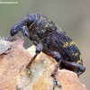 Large Pine Weevil - Hylobius abietis | Fotografijos autorius : Romas Ferenca | © Macronature.eu | Macro photography web site