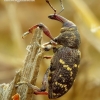 Large Pine Weevil - Hylobius abietis | Fotografijos autorius : Romas Ferenca | © Macronature.eu | Macro photography web site