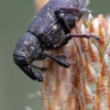 Large Pine Weevil - Hylobius abietis | Fotografijos autorius : Valdimantas Grigonis | © Macronature.eu | Macro photography web site