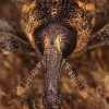 Large Pine Weevil - Hylobius abietis | Fotografijos autorius : Lukas Jonaitis | © Macronature.eu | Macro photography web site