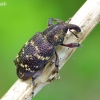 Large Pine Weevil - Hylobius abietis | Fotografijos autorius : Deividas Makavičius | © Macronature.eu | Macro photography web site