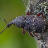 Didysis pušinis straubliukas - Hylobius abietis | Fotografijos autorius : Žilvinas Pūtys | © Macronature.eu | Macro photography web site