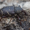 Large Pine Weevil - Hylobius abietis | Fotografijos autorius : Žilvinas Pūtys | © Macronature.eu | Macro photography web site