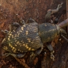 Large Pine Weevil - Hylobius abietis | Fotografijos autorius : Žilvinas Pūtys | © Macronature.eu | Macro photography web site