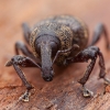 Large Pine Weevil - Hylobius abietis | Fotografijos autorius : Žilvinas Pūtys | © Macronature.eu | Macro photography web site