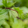 Large Red Damselfly - Pyrrhosoma nymphula | Fotografijos autorius : Darius Baužys | © Macronature.eu | Macro photography web site