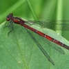 Large Red Damselfly - Pyrrhosoma nymphula | Fotografijos autorius : Gintautas Steiblys | © Macronature.eu | Macro photography web site