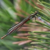 Large Red Damselfly - Pyrrhosoma nymphula | Fotografijos autorius : Agnė Našlėnienė | © Macronature.eu | Macro photography web site