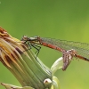 Kruvinoji strėliukė - Pyrrhosoma nymphula | Fotografijos autorius : Agnė Našlėnienė | © Macronature.eu | Macro photography web site