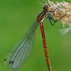 Large Red Damselfly - Pyrrhosoma nymphula | Fotografijos autorius : Gintautas Steiblys | © Macronature.eu | Macro photography web site