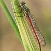 Large Red Damselfly - Pyrrhosoma nymphula | Fotografijos autorius : Gintautas Steiblys | © Macronature.eu | Macro photography web site