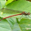 Large Red Damselfly - Pyrrhosoma nymphula | Fotografijos autorius : Darius Baužys | © Macronature.eu | Macro photography web site