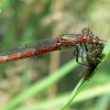 Large Red Damselfly - Pyrrhosoma nymphula | Fotografijos autorius : Deividas Makavičius | © Macronature.eu | Macro photography web site