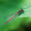 Large Red Damselfly | Fotografijos autorius : Saulius Drazdauskas | © Macronature.eu | Macro photography web site