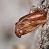 Ankstyvojo stiklasparnio - Synanthedon culiciformis lėliukių išnaros | Fotografijos autorius : Gintautas Steiblys | © Macronature.eu | Macro photography web site