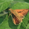 Large Skipper - Ochlodes sylvanus | Fotografijos autorius : Gintautas Steiblys | © Macronature.eu | Macro photography web site