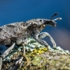 Large Thistle Weevil - Cleonis pigra  | Fotografijos autorius : Oskaras Venckus | © Macronature.eu | Macro photography web site