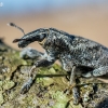 Large Thistle Weevil - Cleonis pigra  | Fotografijos autorius : Oskaras Venckus | © Macronature.eu | Macro photography web site