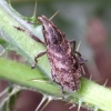 Large Thistle Weevil - Cleonis pigra | Fotografijos autorius : Romas Ferenca | © Macronature.eu | Macro photography web site