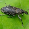 Large Thistle Weevil - Cleonis pigra | Fotografijos autorius : Romas Ferenca | © Macronature.eu | Macro photography web site