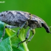 Large Thistle Weevil - Cleonis pigra | Fotografijos autorius : Romas Ferenca | © Macronature.eu | Macro photography web site