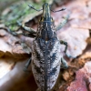 Large Thistle Weevil - Cleonis pigra | Fotografijos autorius : Oskaras Venckus | © Macronature.eu | Macro photography web site