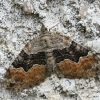 Large Twin-spot carpet - Xanthorhoe quadrifasiata | Fotografijos autorius : Vytautas Gluoksnis | © Macronature.eu | Macro photography web site