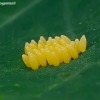 Large White - Pieris brassicae, eggs | Fotografijos autorius : Romas Ferenca | © Macronature.eu | Macro photography web site