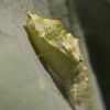 Large White - Pieris brassicae, pupa | Fotografijos autorius : Zita Gasiūnaitė | © Macronature.eu | Macro photography web site