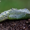 Large White - Pieris brassicae, pupa | Fotografijos autorius : Romas Ferenca | © Macronature.eu | Macro photography web site