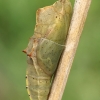 Large White - Pieris brassicae, pupa | Fotografijos autorius : Gintautas Steiblys | © Macronature.eu | Macro photography web site