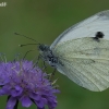 Large White - Pieris brassicae | Fotografijos autorius : Gintautas Steiblys | © Macronature.eu | Macro photography web site