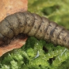 Large Yellow Underwing - Noctua pronuba, caterpillar | Fotografijos autorius : Gintautas Steiblys | © Macronature.eu | Macro photography web site