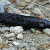 Large black slug - Arion ater | Fotografijos autorius : Gintautas Steiblys | © Macronature.eu | Macro photography web site