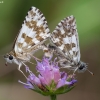 Large grizzled skipper - Pyrgus alveus | Fotografijos autorius : Žilvinas Pūtys | © Macronature.eu | Macro photography web site