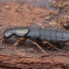Large rove beetle - Ocypus brunnipes | Fotografijos autorius : Gintautas Steiblys | © Macronature.eu | Macro photography web site