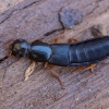 Large rove beetle - Ocypus brunnipes | Fotografijos autorius : Žilvinas Pūtys | © Macronature.eu | Macro photography web site