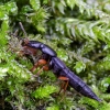 Large rove beetle - Ocypus brunnipes | Fotografijos autorius : Kazimieras Martinaitis | © Macronature.eu | Macro photography web site