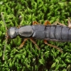 Large rove beetle - Ocypus brunnipes | Fotografijos autorius : Romas Ferenca | © Macronature.eu | Macro photography web site