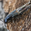 Large rove beetle - Quedius cinctus | Fotografijos autorius : Kazimieras Martinaitis | © Macronature.eu | Macro photography web site