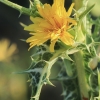 Large-flowered Golden Thistle - Scolymus grandiflorus | Fotografijos autorius : Gintautas Steiblys | © Macronature.eu | Macro photography web site