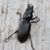 Large-headed ground beetle - Broscus cephalotes | Fotografijos autorius : Vytautas Gluoksnis | © Macronature.eu | Macro photography web site