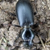 Large-headed ground beetle - Broscus cephalotes | Fotografijos autorius : Algirdas Vilkas | © Macrogamta.lt | Šis tinklapis priklauso bendruomenei kuri domisi makro fotografija ir fotografuoja gyvąjį makro pasaulį.
